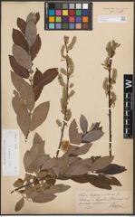 Foto von Salix cinerea L.